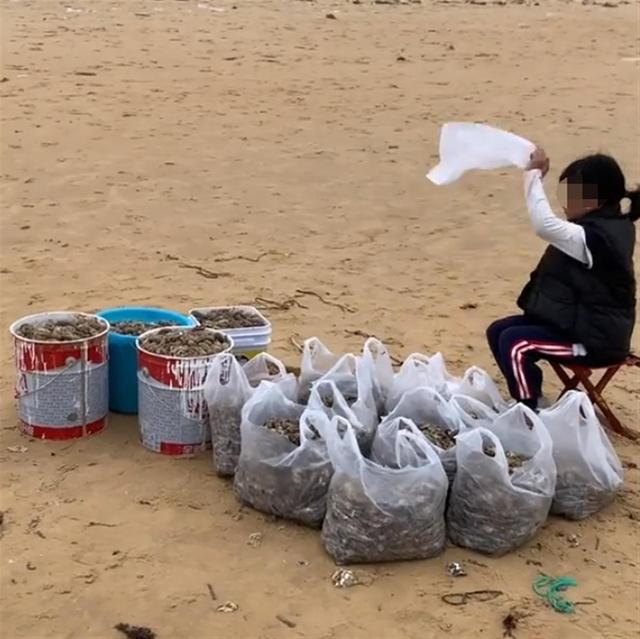 烟台海滩退潮后现大量海鲜,市民:捡了30斤虾,有人开三轮车“进货”!