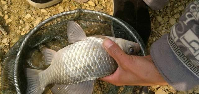 |冬季野钓需要“人找鱼”，如此找，渔获好！