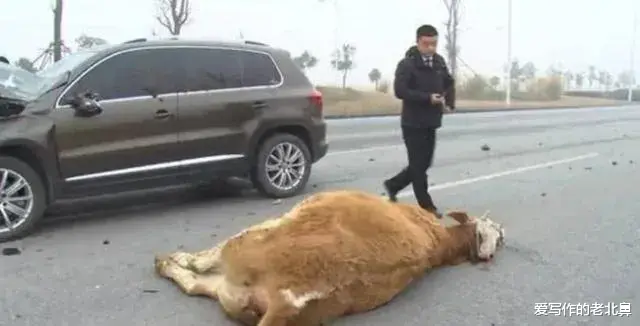 司机撞死一头牛,按市场价赔了农户一万五,请问撞死的牛该归谁?