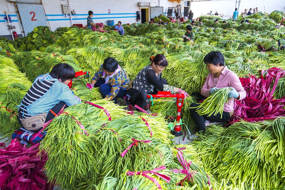 买蒜苔时,遇到“红帽”和“白帽”怎么选?菜农教你技巧,别瞎买