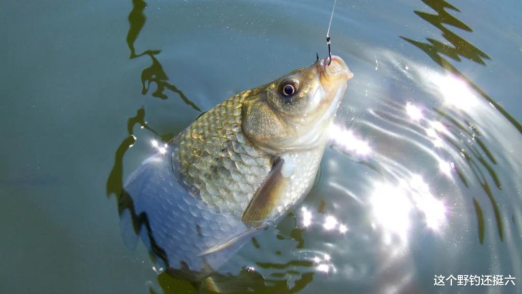|春季钓鲫鱼把握好这两点，能让鱼获翻一倍，也更容易钓到大鲫大鲤