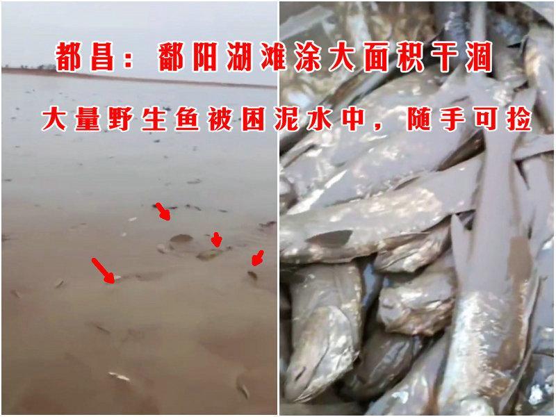 鄱阳湖大面积干涸,黑鱼、鳜鱼、翘嘴到处都是,有人用小车拉鱼走