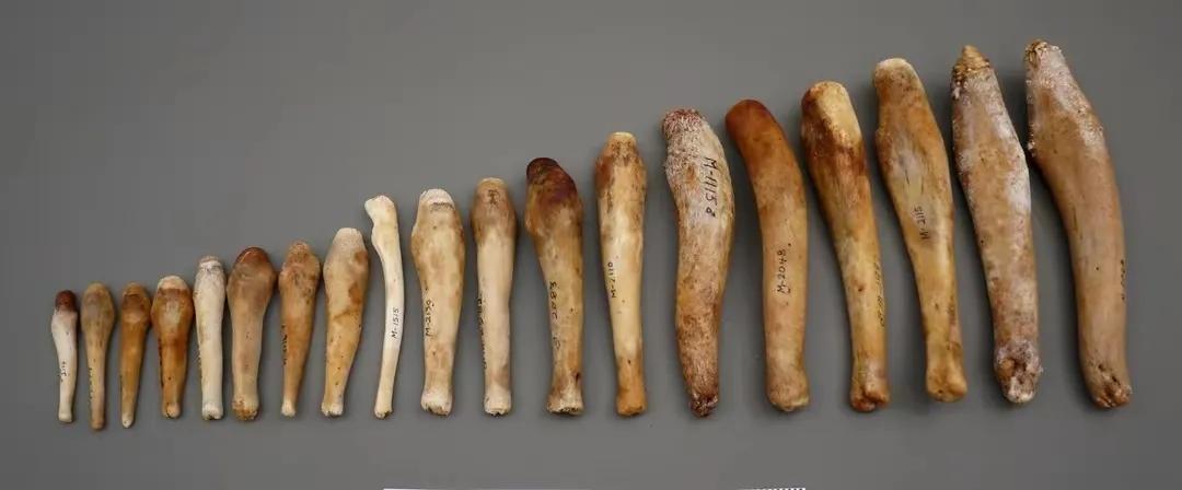 为了繁殖,动物们有多拼?猫的生殖器带刺,鸭子进化出螺旋结构