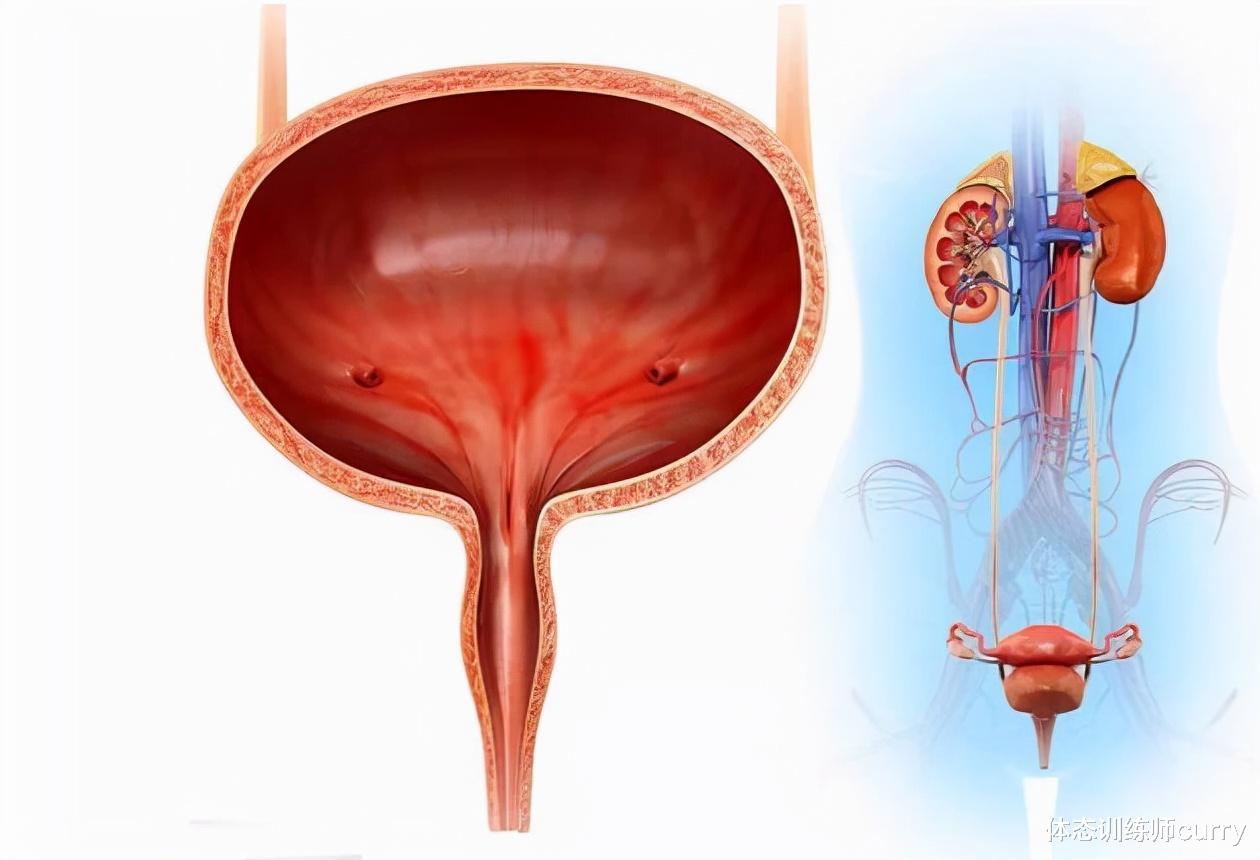 疾病|一喝水就尿多，是哪里的原因？看完这4点，或许就会明白了