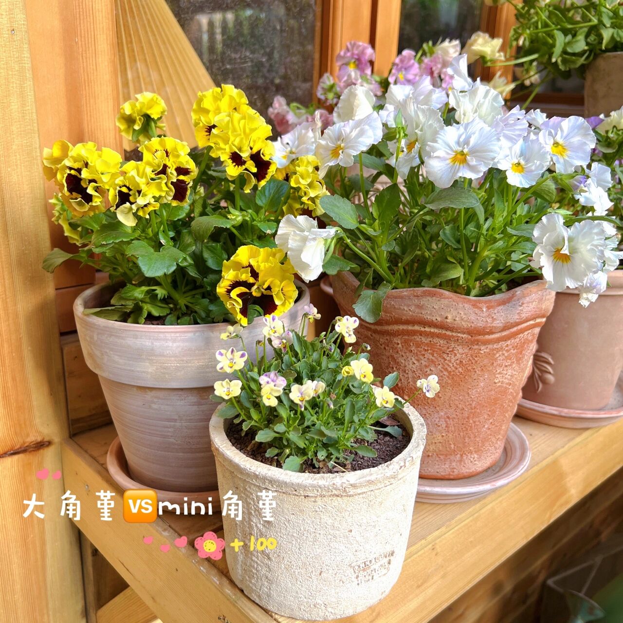 为了这个60㎡院子,买了一楼的房子,打造自己的秘密花园,太美啦