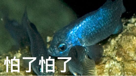 仅存136只,世界上栖息地最小的鱼,差点被醉汉灭族