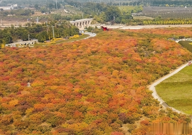 |昌平最美红叶即将上线，每一处都美得令人惊艳?！