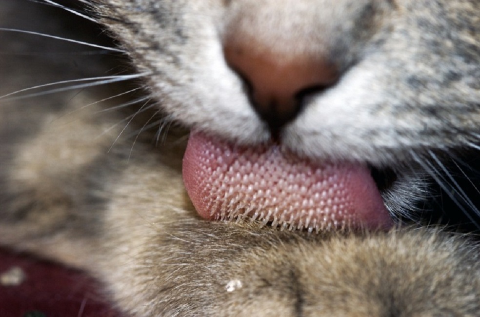 雄性猫咪为什么非要长倒刺,来刮伤雌性?人类和它们有什么区别?