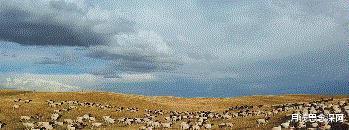 羊卓雍措|西藏羊卓雍措里的鱼,多达8亿公斤,为何几乎无人敢吃?