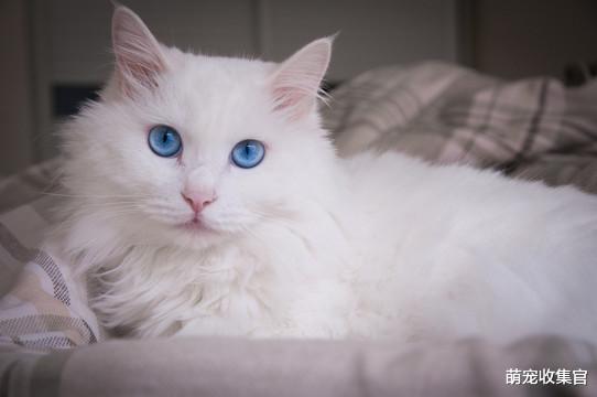 猫界的折翼天使蓝眼白猫，据说蓝眼白猫听力都有问题？是真的吗？