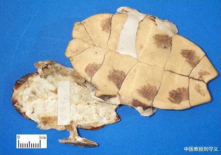 小米粥|分享抗癌良药——龟板，功效滋阴潜阳、益肾强骨、养血补心