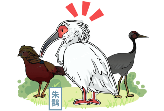 来自中国国鸟候选的质问：凭什么熊猫不是猫，我叫鸡就真是鸡了？