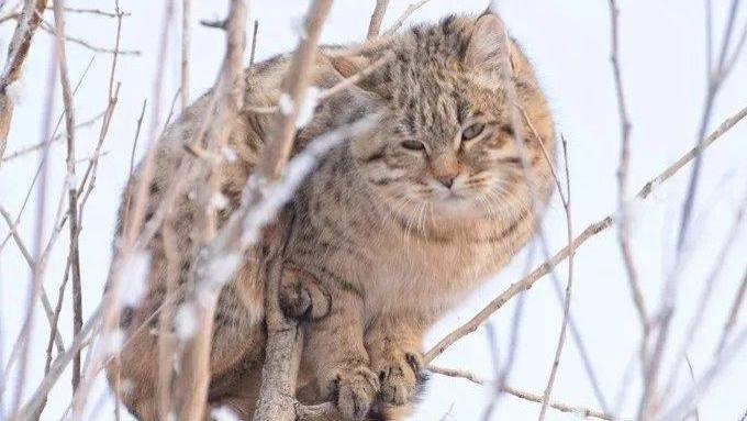 旅行|伊犁秀美草原，两大草原国宝，误会的战斗死得惨！