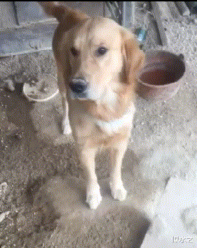 |钓鱼被咬了，不过钓到了一条招财龙鱼，不亏..