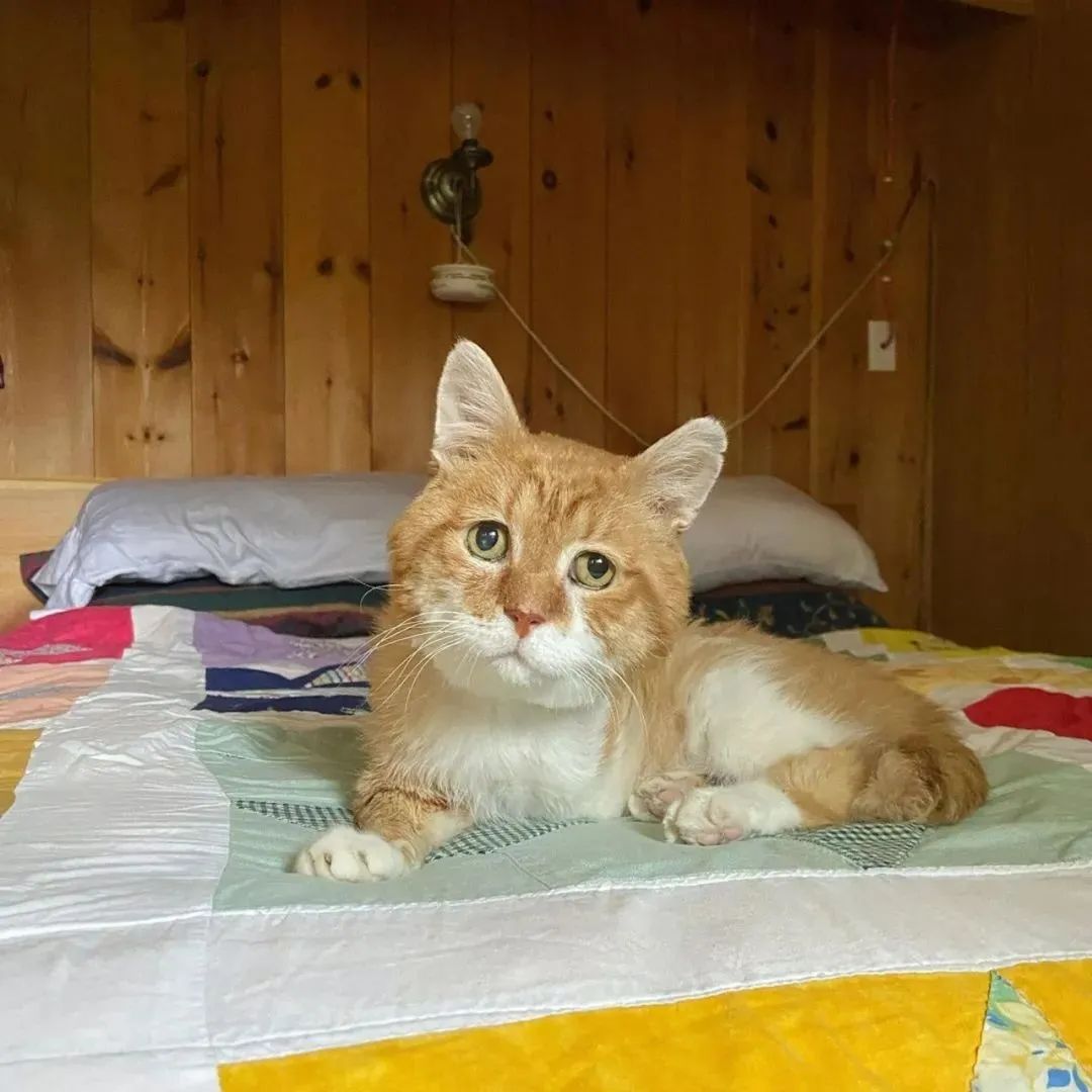 喂养人离世后，3脚流浪猫突然消失，结局让人泪目！