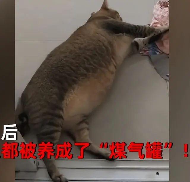 咱就是晚上少吃一顿饭不行吗？