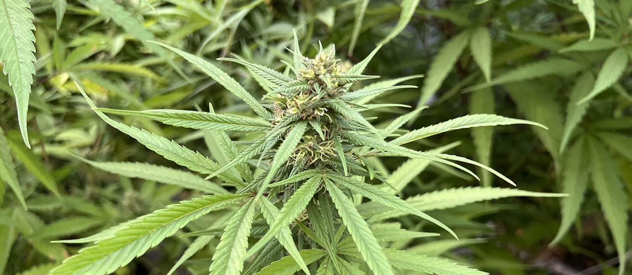 违法出售大麻！泰国曼谷通罗区6名商贩被罚监禁2个月