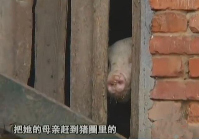 83岁失明老人睡猪圈，冬天被撵出门，儿女：楼房要装修，猪圈挺好
