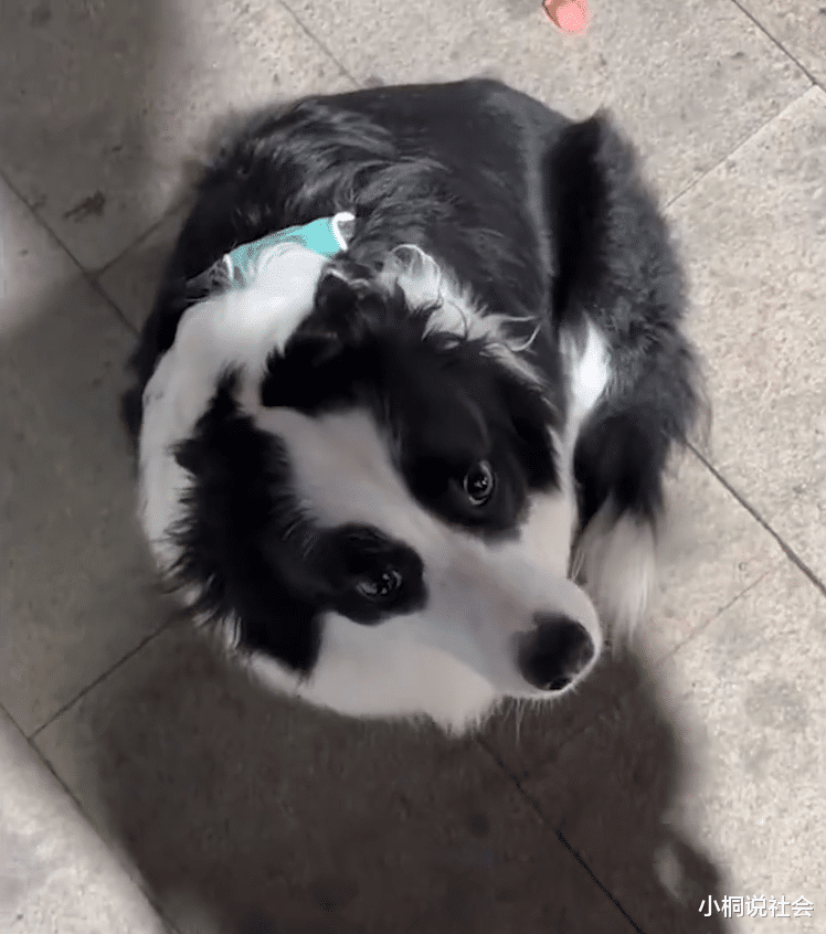 山东省|山东一女子遛狗遇狗捡东西吃，反应引人争议，养狗人士却称干得好