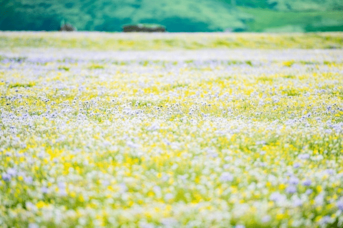 高原|5月26日开园！！俄么塘花海，已经开始美了！