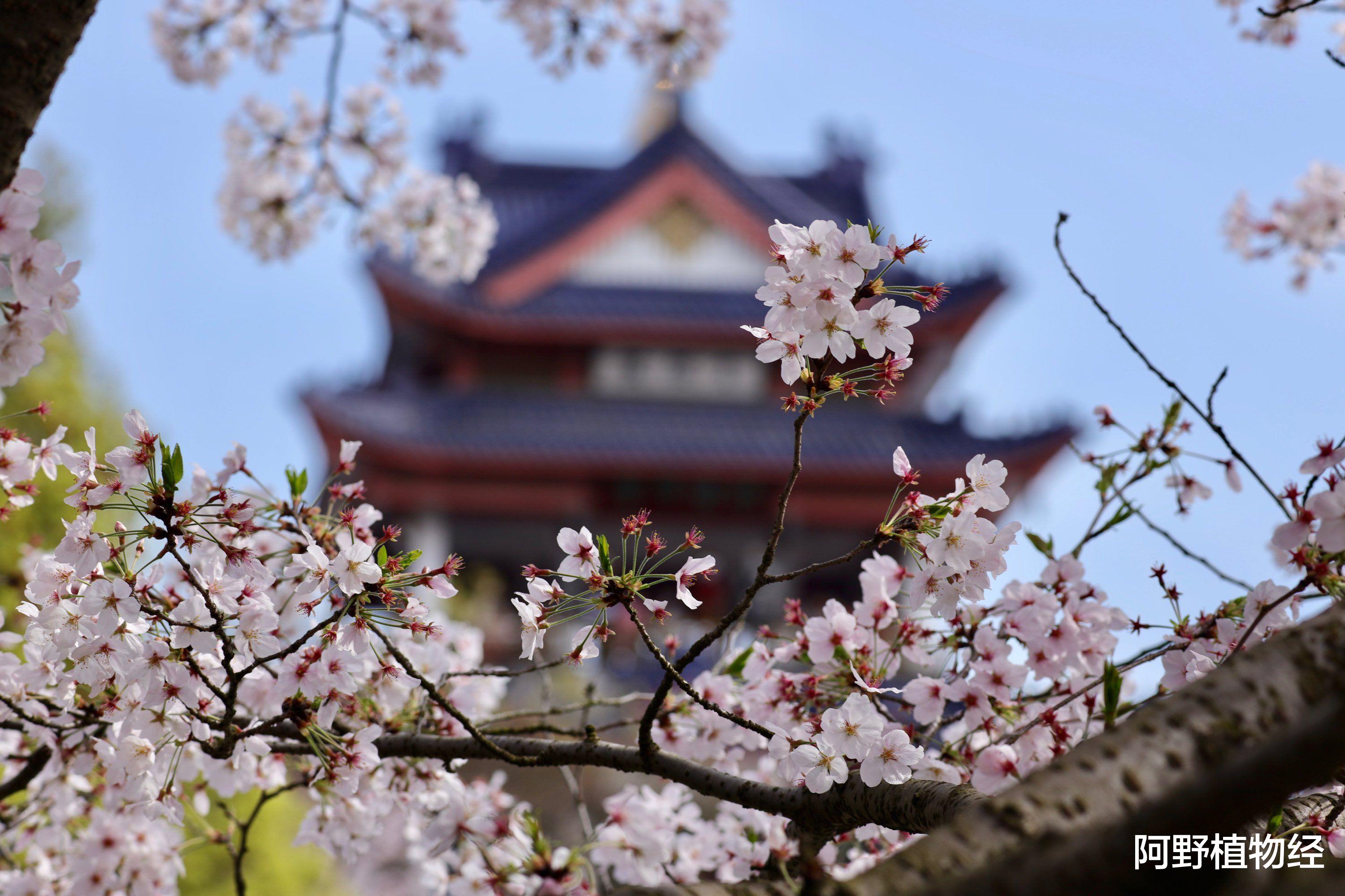 油菜花|樱花的“祖宗”在中国，赏花不用去日本，鼋头渚的太湖边风景正美