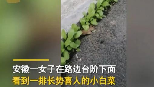 安徽六安，一名女子散步累了坐在路边台阶上休息，无意间看到台阶下面的夹缝里长着一排小