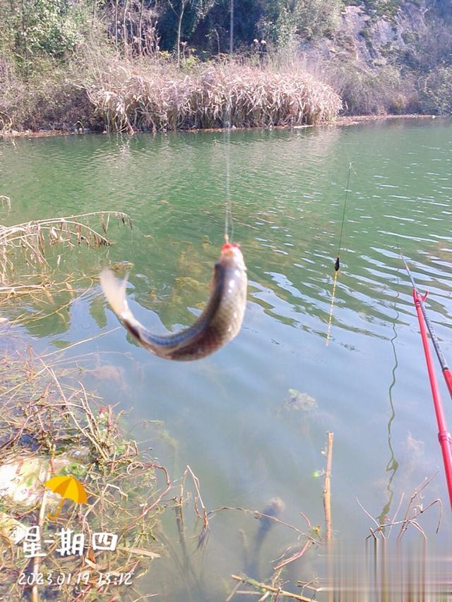 |做钓南山潭,久违的小板鲫连竿。