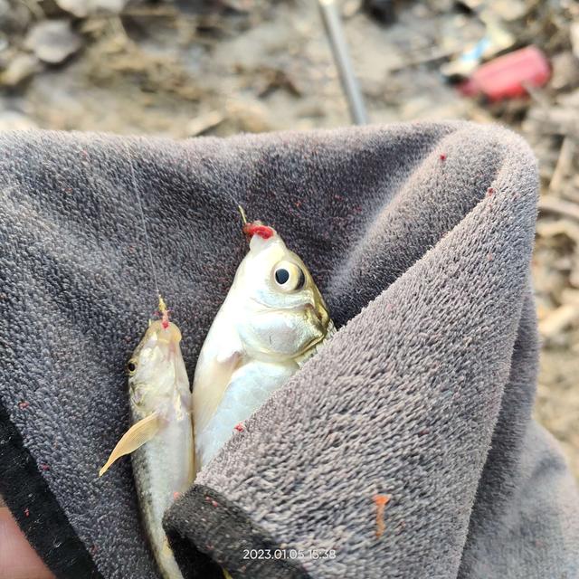 钓鱼|打窝之后麦穗闹,摘漂盲钓鲫鱼到。