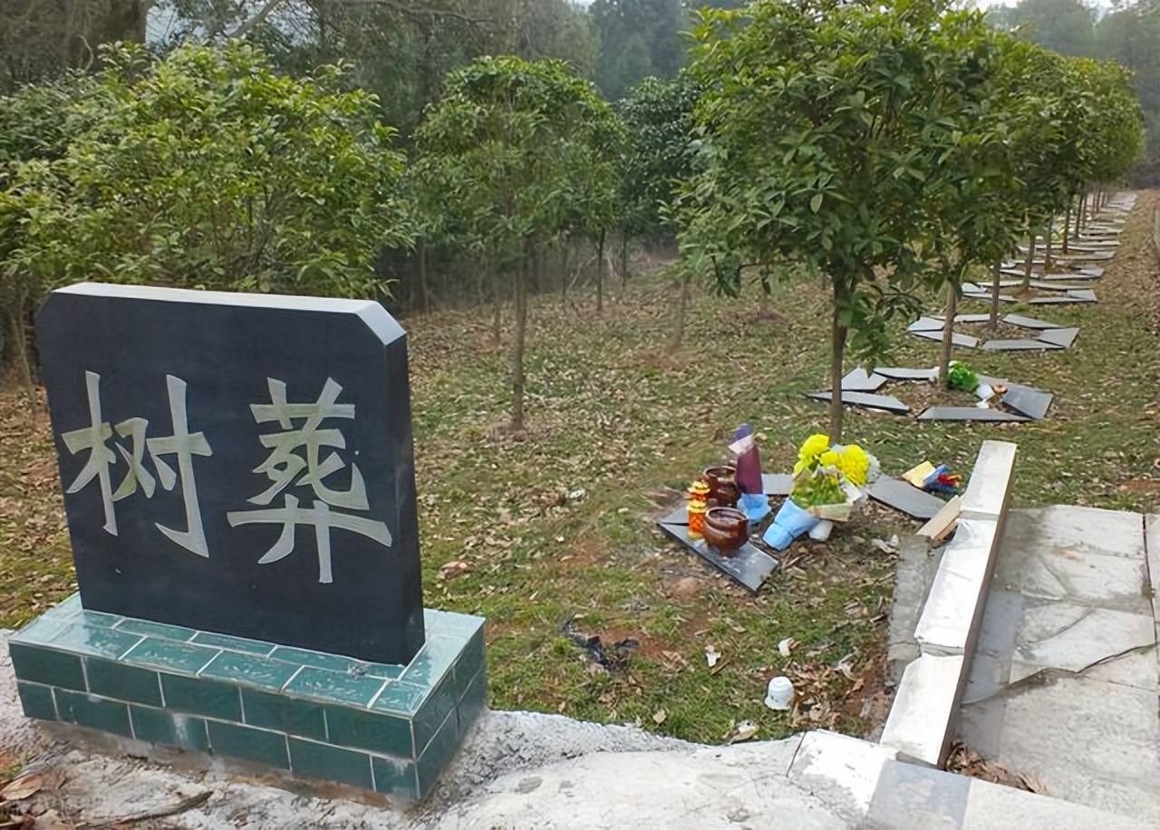 火葬或将被淘汰,新型“树葬”将成为主流,省钱省地还能拿补贴