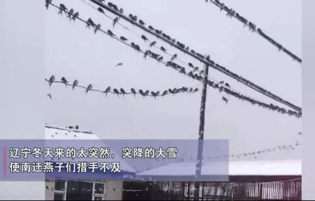 上百只燕子屋内不肯离去,男子为其开空调取暖,怎么不飞回南方?