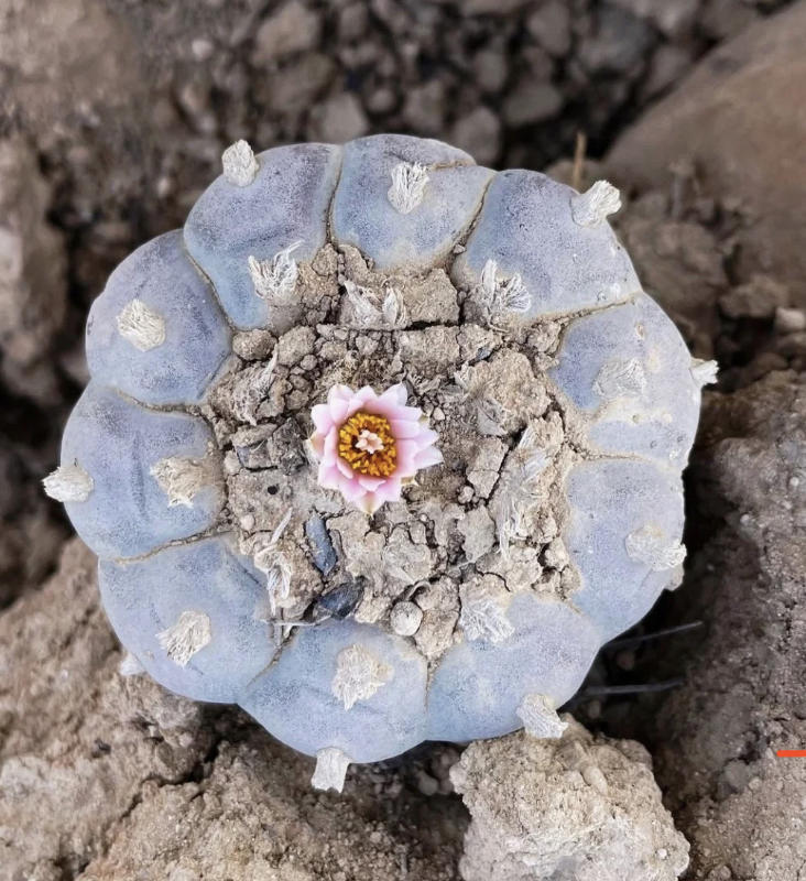 阳台想养棵植物?选择米邦塔仙人掌,没尖刺,好养护