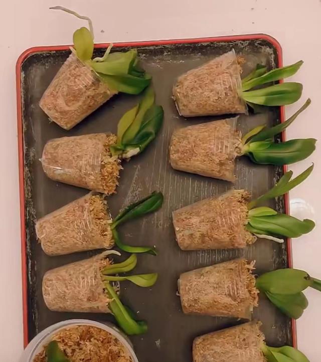 发现一江苏小姐姐,把蝴蝶兰“养好了”,网友直呼“太美了”