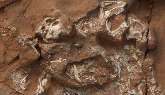 为何早期的恐龙蛋都找不到？这枚6800万年前的巨蛋，揭开了答案