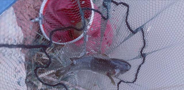 steam|男子野钓一无所获，意外捞起1条会走路的“怪鱼”，网友：被电了