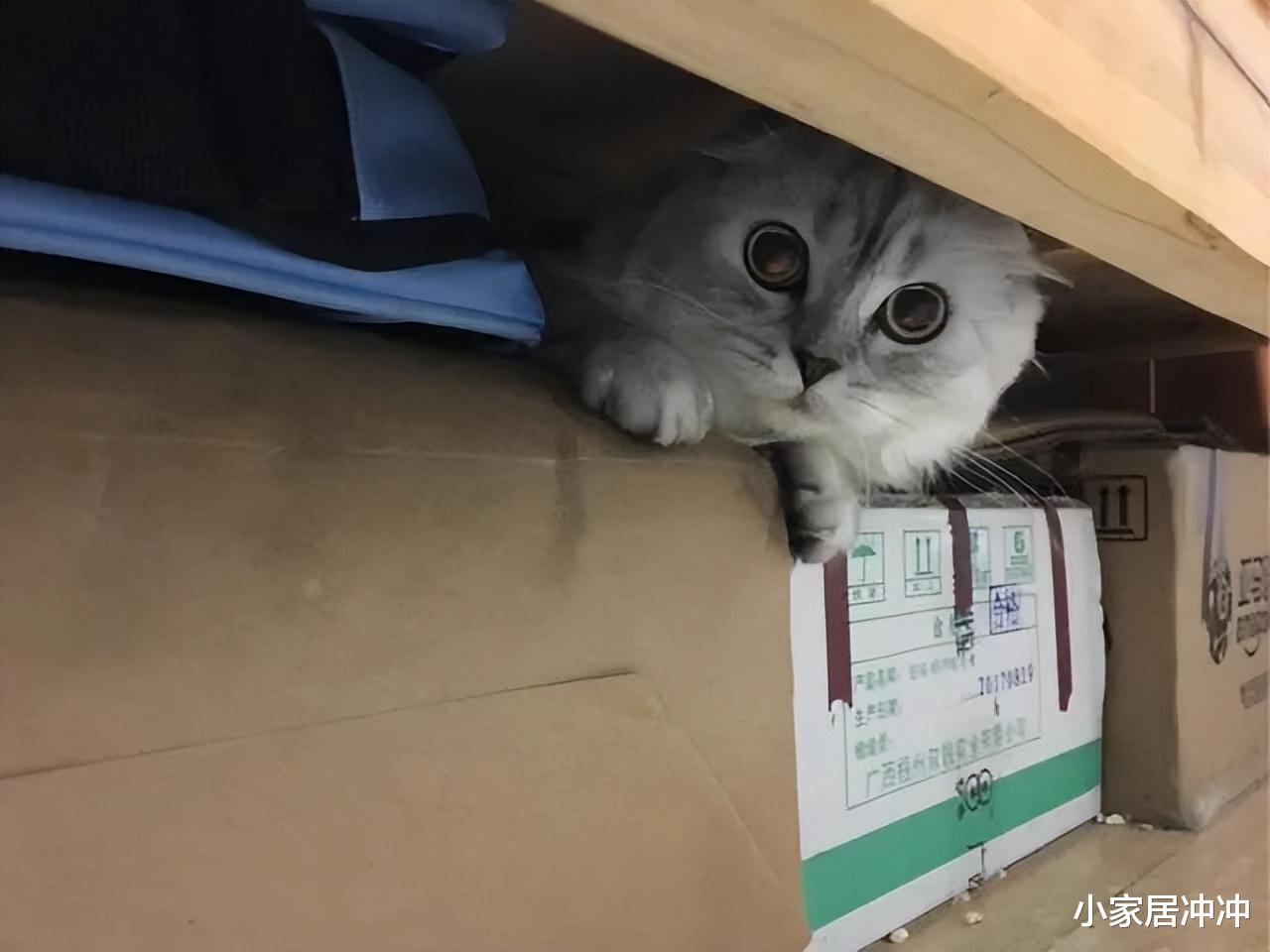 为何家里总有很多“毛絮”？老保洁支个招，毛絮快速消失，贼实用