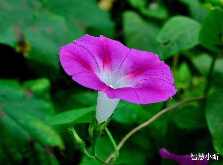 生肖|6月初,霉运退散,好运降临,事业有望高升,收入翻倍的4大星座