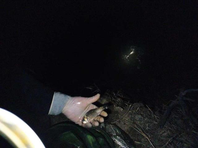 |不喜元宵人游街，只爱河边戏游鱼！