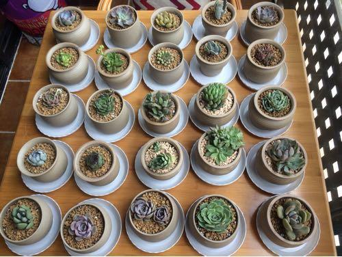 媳妇装新房,卫生间砌“半墙”,阳台成“绿森林”,被邻居赞爆了