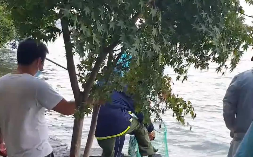 魔兽世界|大爷在西湖苏堤钓获大青鱼，三人抬着匆匆离去，网友猜测没钓鱼证
