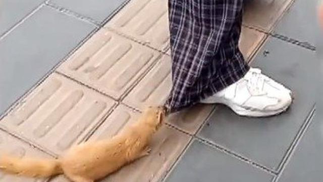 女子遭黄鼠狼拦路咬裤腿不放，目击者：它觉得抢了它的饼干！