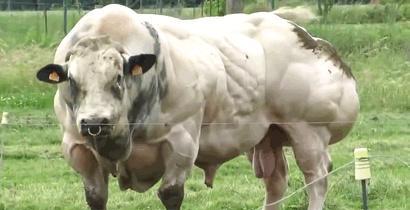 比利时蓝牛一天长3斤肉,是人类改造的“畸形”产物,在我国很少