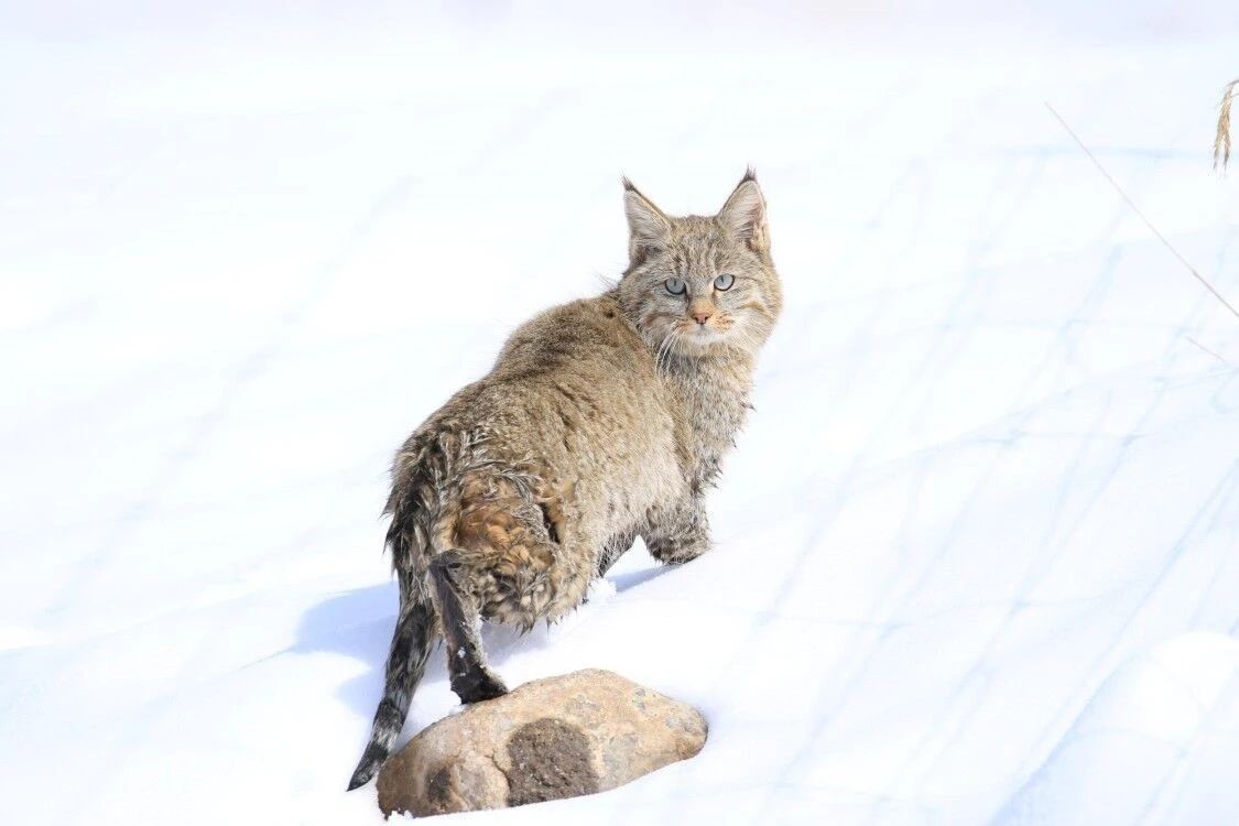 荒漠猫到底是什么?为何会被称为最神秘、最难养的猫科动物?