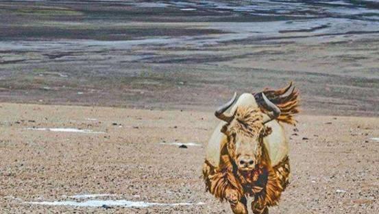 东莞|西藏发现“黄金神兽”，藏身于冰川之中，全球不足300头，极其罕见
