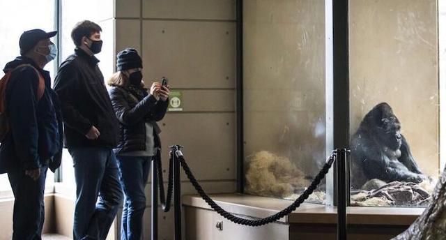 大猩猩|美国大猩猩看游客刷手机居然成瘾了！现在要被强制戒断手机瘾