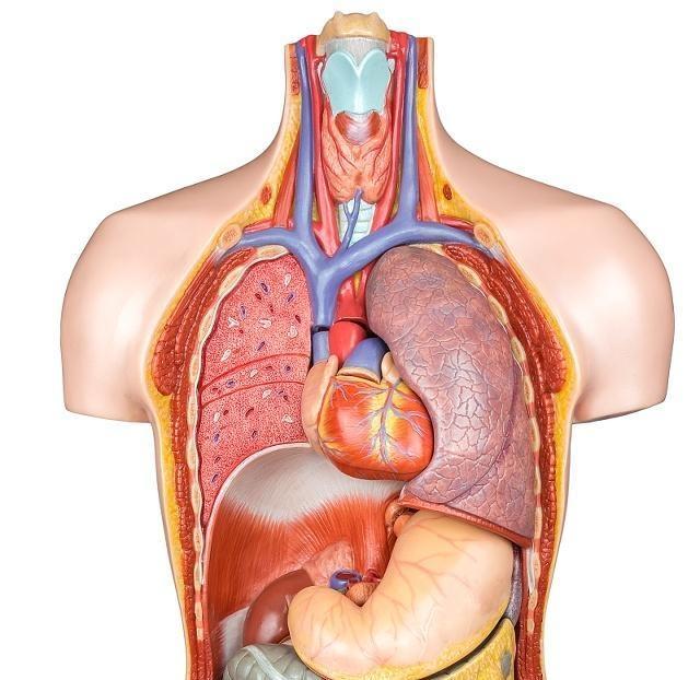 肝脏|肝不会告诉你它生病了,但身体有这5个表现,说明肝真撑不住了