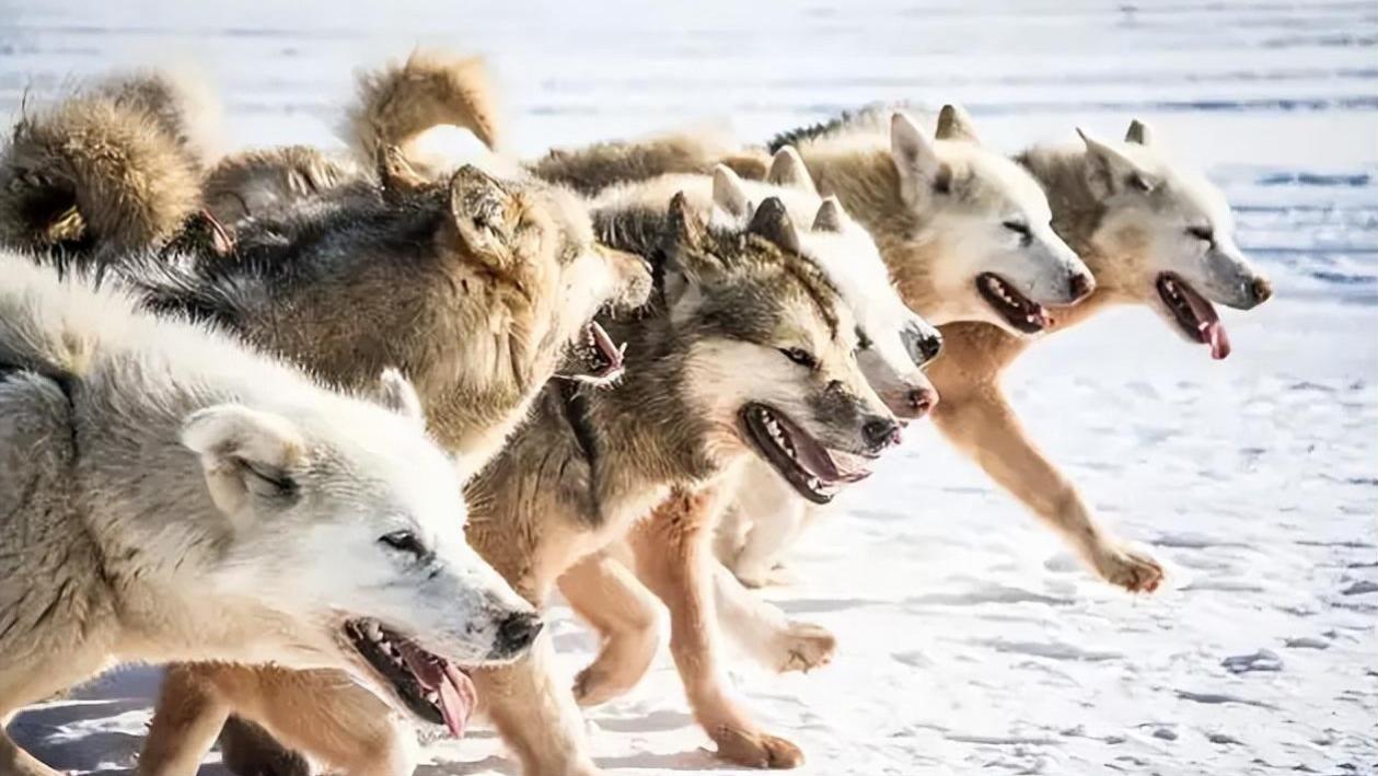 新疆博湖饿狼挟持92只羊，赶到狼窝边，吃了4只，想留作长期饭票