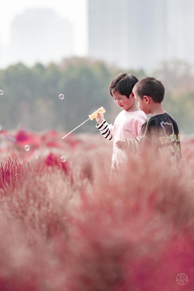 马鞍山森林公园|全武汉最大的地肤花海红了!快来打卡