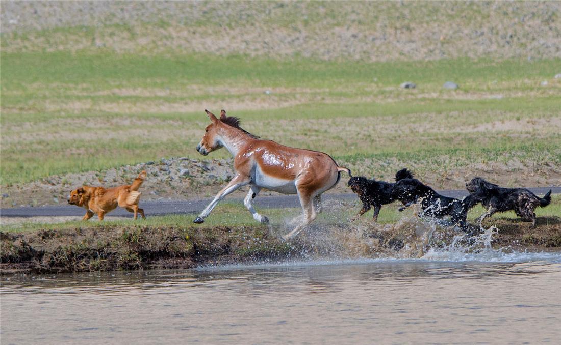 藏野驴|阿里出现一群藏野驴,遭狼群围攻被棕熊追打,就连藏獒都来欺负它