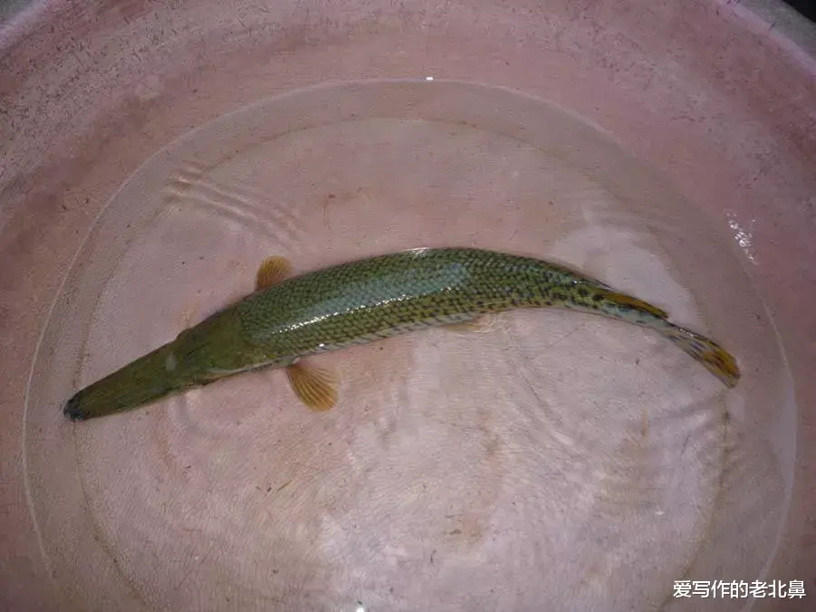 “水怪”鳄雀鳝究竟有多可怕?