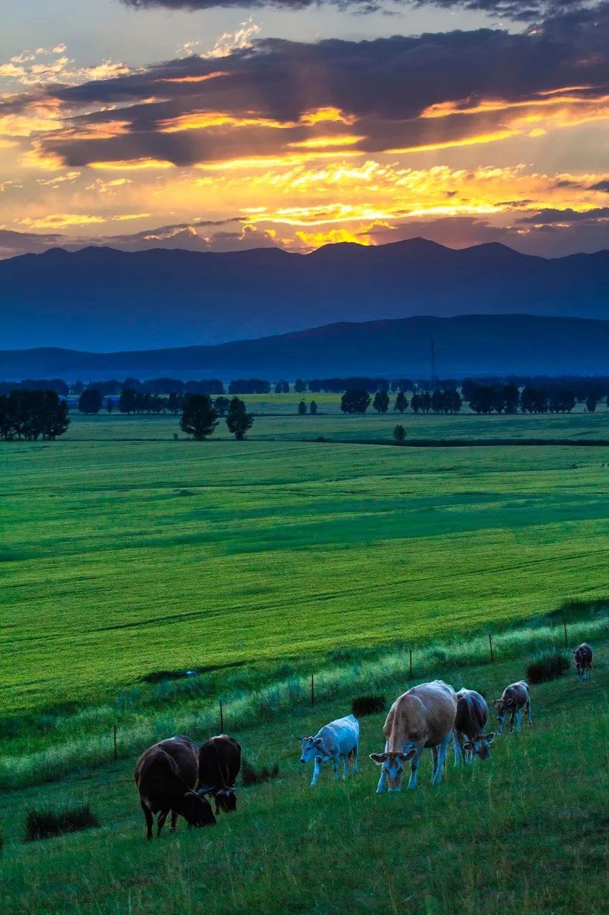 荷花|这才是最值得去的12个避暑天堂,挑一个去过25℃+的夏天